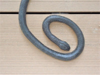 蛇１